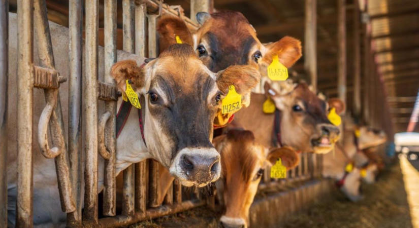 Új programmal építené újjá az amerikai szarvasmarha-állományt az USDA