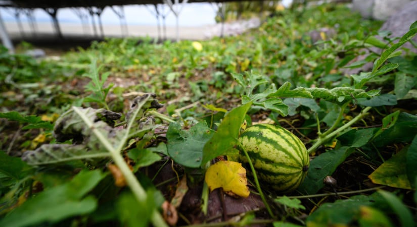Elképesztő fényképek: görögdinnye nőtt a Balaton medrében, borzasztó állapotban a magyar tenger