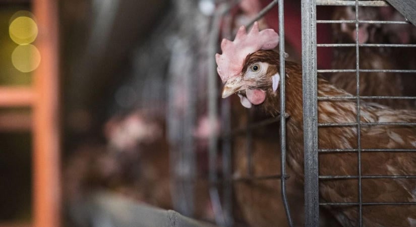 Keletre tolódik Európa csirkepiaca: Magyarország nagyot ugrott, Ukrajna is növeli a nyomást, de a lengyelek verhetetlenek