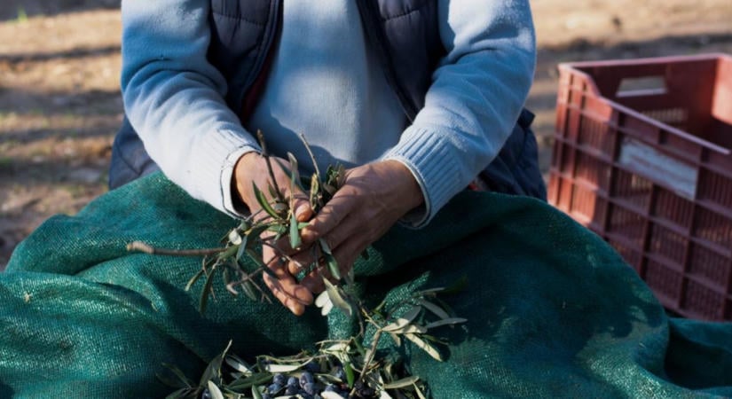 Olajbogyó a kukorica helyén? Nehéz döntések előtt a magyar agrárium