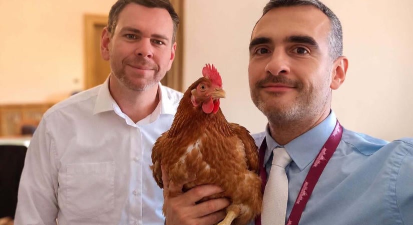 Egy tyúkos szelfivel szállt be az érdi tyúkokról folyó vitába a tiszás képviselő