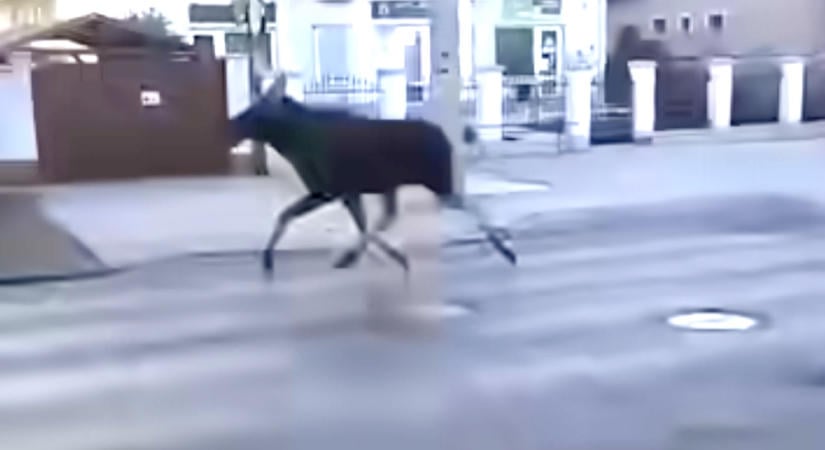 Jávorszarvas vágtázott Debrecen egyik utcáján, videó is készült a nem mindennapi jelenetről