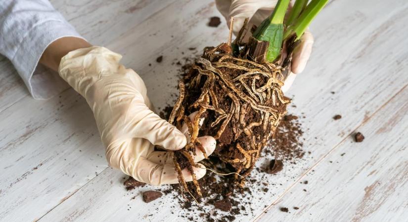 Íme az orchidea átültetés egyszerű módja! Ez az, amit szinte mindenki elront