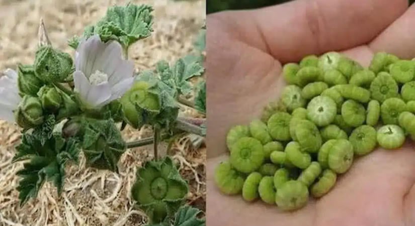 Mindenhol ott nő, de sokan mégsem tudják, mennyire egészséges ez a növény