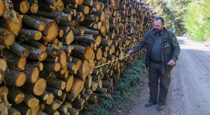Már tavasszal kitermelték a szociális tűzifát Vasban – az erdészet felkészült a megnövekedett igényekre