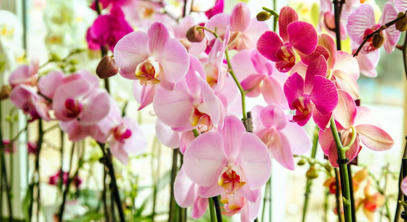 A 3 leggyakoribb hiba az orchidea ápolásban, ami miatt soha többé nem hoz új virágot