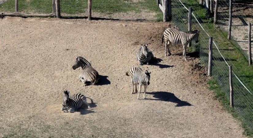 Három zebra megfagyott Hatvanpusztán, egy zebra elhullását még vizsgálja a kormányhivatal
