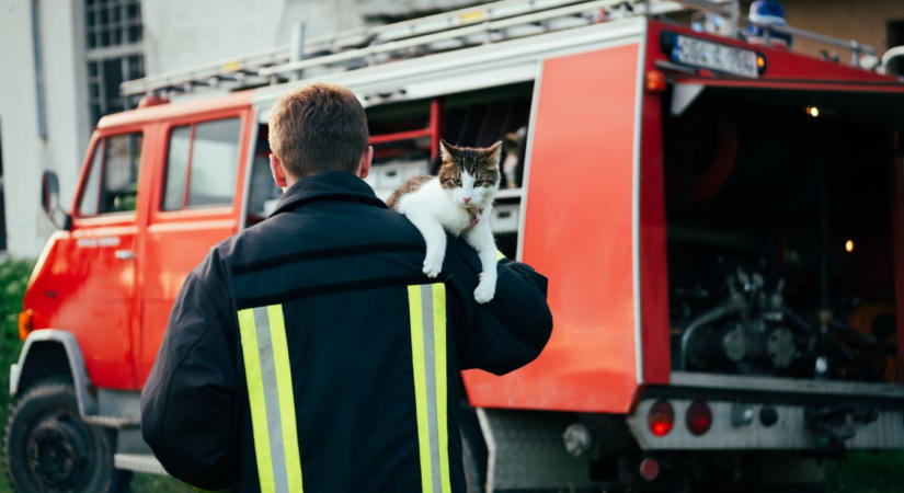 Macskamentés és súlyos balesetek – több esethez riasztották a tűzoltókat Bács-Kiskunban