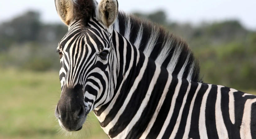 Dögkútba dobták a negyedik hatvanpusztai zebra tetemét - Kiderült, mi végezhetett vele