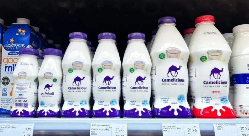A tevetej az új őrület – Nemsokára a kávézókban is kérheted a cappuccinódba