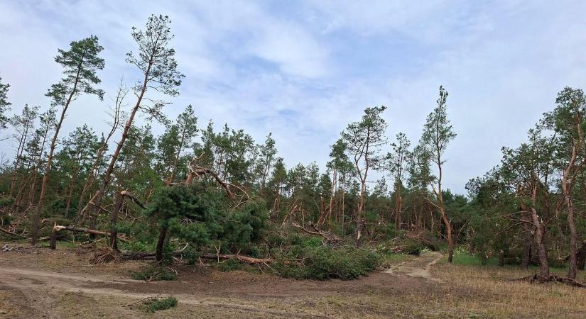 Brutális pusztítást végzett a vihar, több tíz hektáron dőltek ki a fák Csemő és Nagykőrös térségében