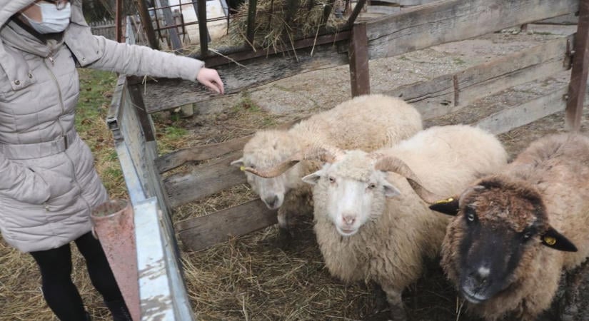 Eddig és ne tovább: kifakadtak az állatvédők, fontos felhívást tettek közzé!