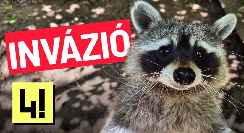 Nem leszünk mosómedvegyarmat