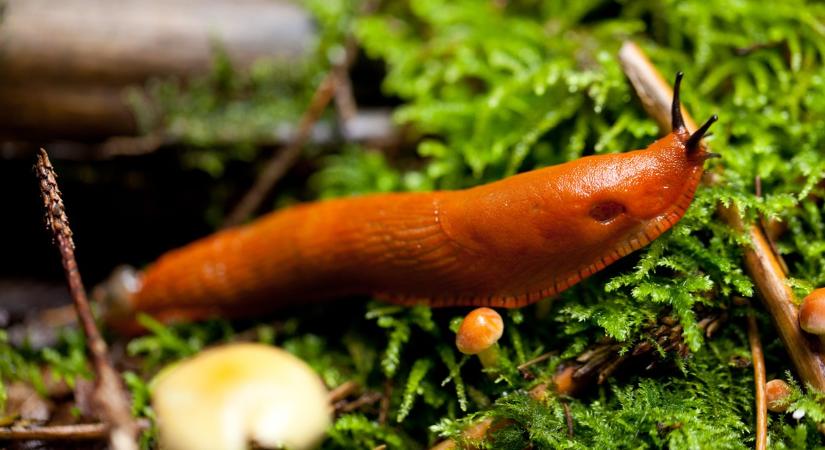 Csigainvázió van a kertedben? Kertész ismerősöm ezt a 4 természetes trükköt ajánlja vegyszerek helyett