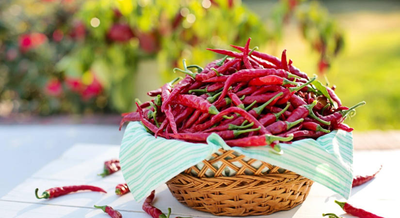 Rengeteg chili termett? Így szárítsa meg, hogy ne menjen tönkre