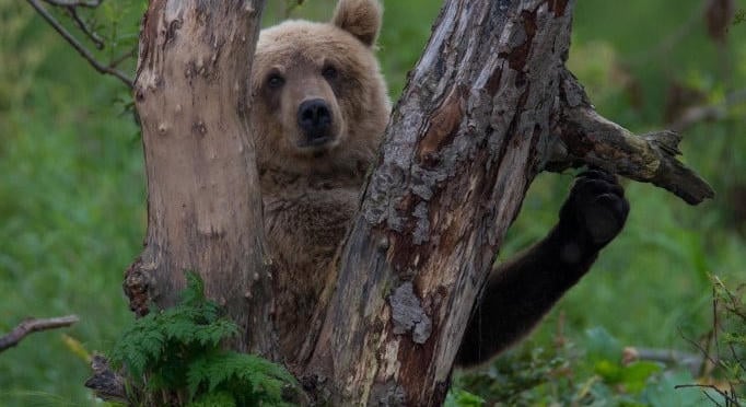 Rátámadott három medve egy erdélyi gazdára, miközben a tehenét próbálta védeni