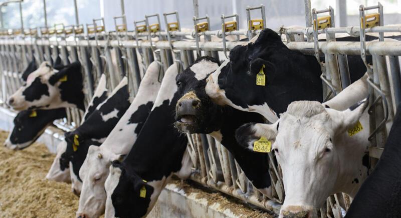 Gümőkórt mutattak ki két Somogy vármegyei szarvasmarha-állományban
