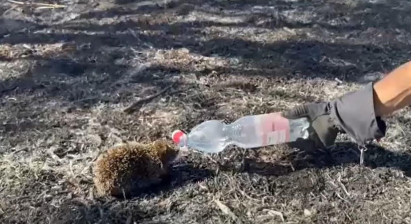 Ennél cukibbat elképzelni se lehet - sünit itatott a tűzoltó Átánynál - videó