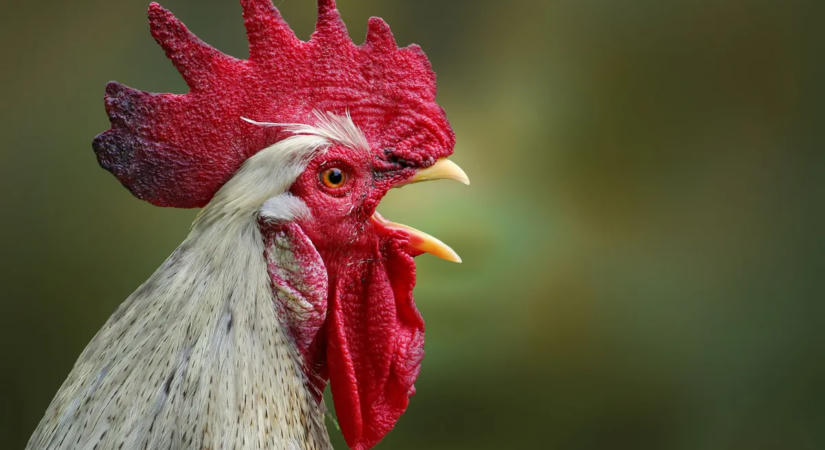 Kakas ölt meg egy férfit egy 7 centis pengével, gyötrelmes halála volt
