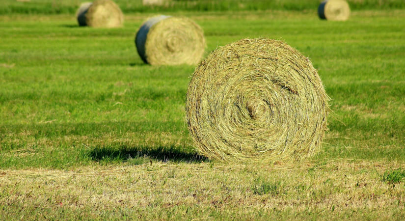 Bizonytalan a téli szálastakarmány-ellátás