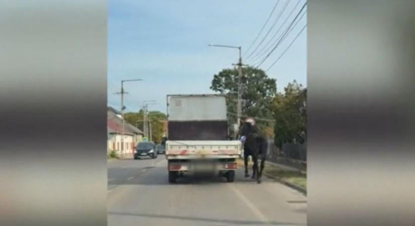 Kiborultak a helyiek: teherautó ablakából kantározva futtattak egy lovat – videó