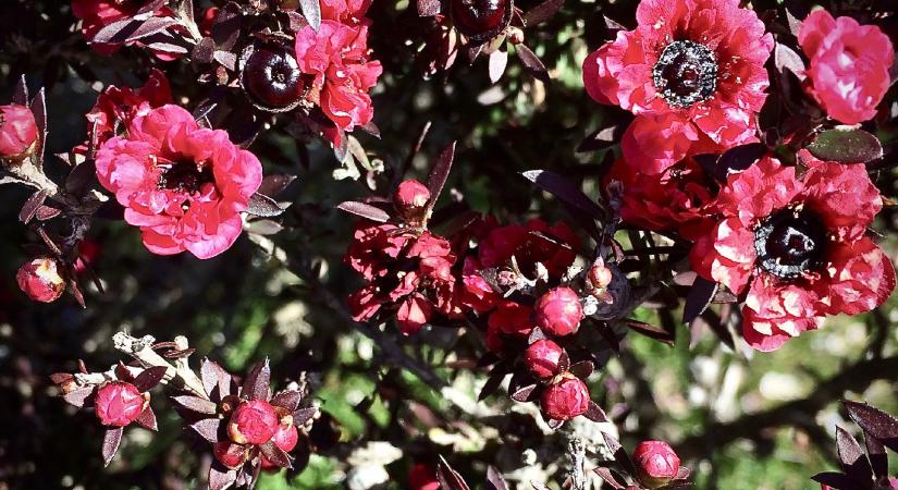 Manuka, a mézek királynője