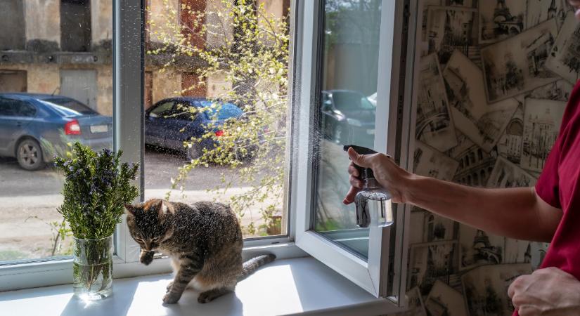 Ezért ne használj spriccelős flakont a macska neveléséhez