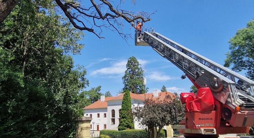 Vihar utáni dráma: fakivágásokkal előzik meg a tragédiát a vihar sújtotta zalai településen