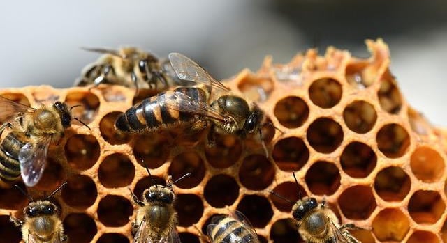 AÉM kiemelt agrárpolitikai cél a méhészek támogatása
