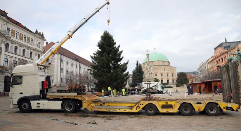 Műfenyő is lehet idén a mindenki karácsonyfája a pécsi Széchenyi téren? – Ennek is utánajártunk!