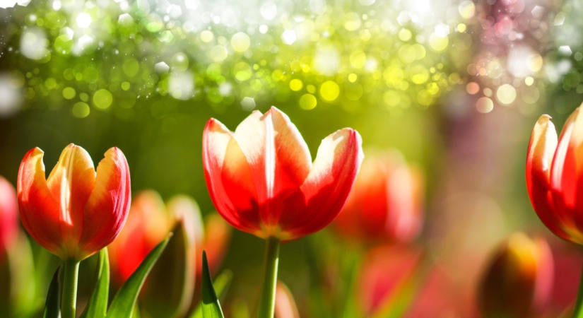 Most kell tenned a lenyűgözően szép tavaszi tulipánágyásért!