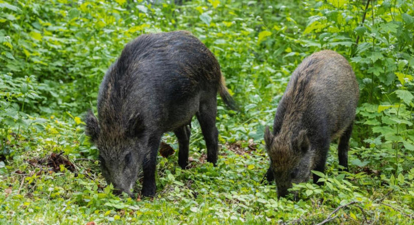 A vaddisznó egész évben jelen van, de ősszel könnyebben keresztezi a gazda útját