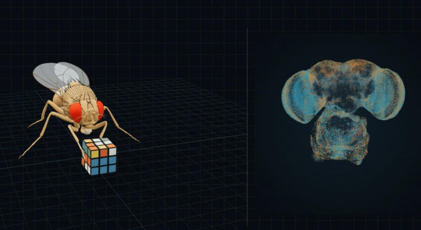Rubik-kockát rak ki és bitcoinnal kereskedik a muslica, miután feltérképezték az agyát