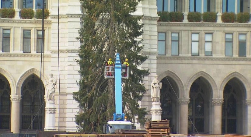 Már áll Bécs óriási karácsonyfája: több mint 200 éves fenyő díszíti idén a Városháza teret