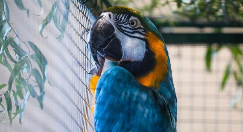 Táncoló kakadu és zebrapinty-Európa-bajnokság: különleges madárkiállítás nyílt Oladon - fotók