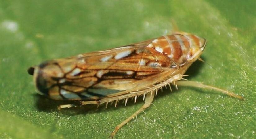 Nincs ellene gyógymód: terjed a szőlőket pusztító veszélyes kór