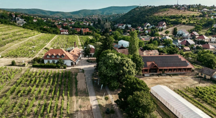 Innováció a szőlőtőkétől a palackig