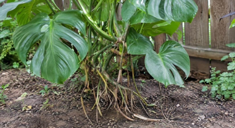 A monstera léggyökerei elérik a földet? Ez történhet, ha hagyod őket tovább növekedni