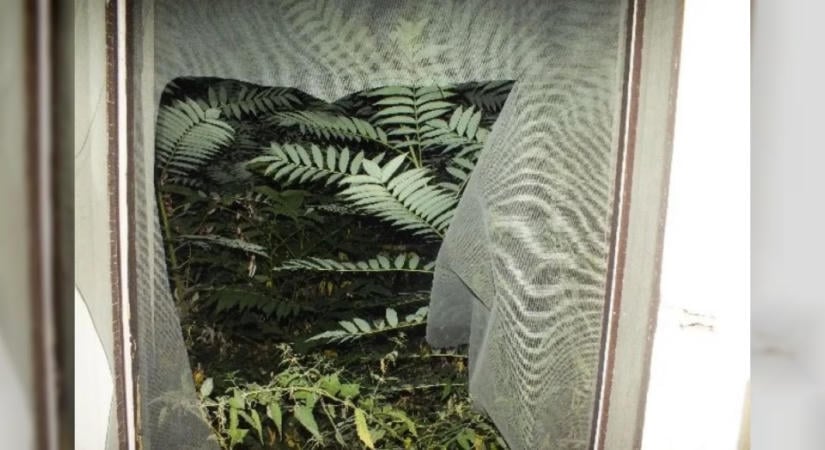 Őrségi ingatlanokba betörő szombathelyi férfiakat fogtak el a körmendi rendőrök