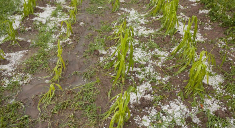 Emelik az előleget, eltörlik a tagdíjat: új agrárintézkedéseket jelentettek be