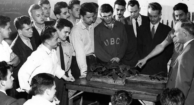 1956 emlékének ajánlják az új Hubertusz kilátót Sopronban - régi és új fotók