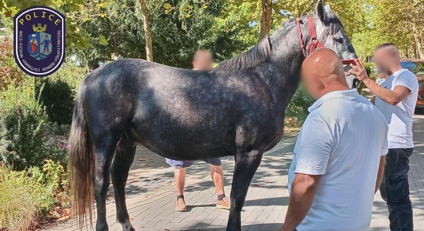 Új részletek derültek ki a kiskunfélegyházi szüreti felvonulás balesetéről, megszólalt a rendőrség