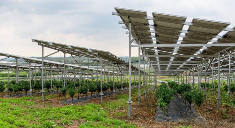 Az agrivoltaika egyszerre segítheti a mezőgazdaságot és a klímavédelem ügyét