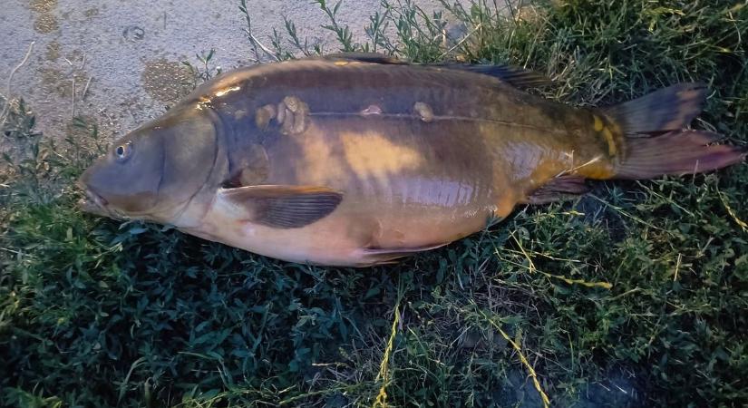 Még vígan élhetett volna: nem tartották be a szabályt, emiatt pusztult el a tó egyik legnagyobb pontya