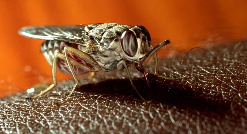 A vérszívó légy, ami bármit képes átharapni, már 37 országban jelen van