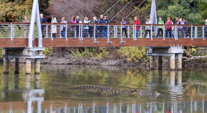 Krokodil a Desedában, titkos bunker a Balaton alatt – hihetetlen somogyi legendák tartották lázban az országot