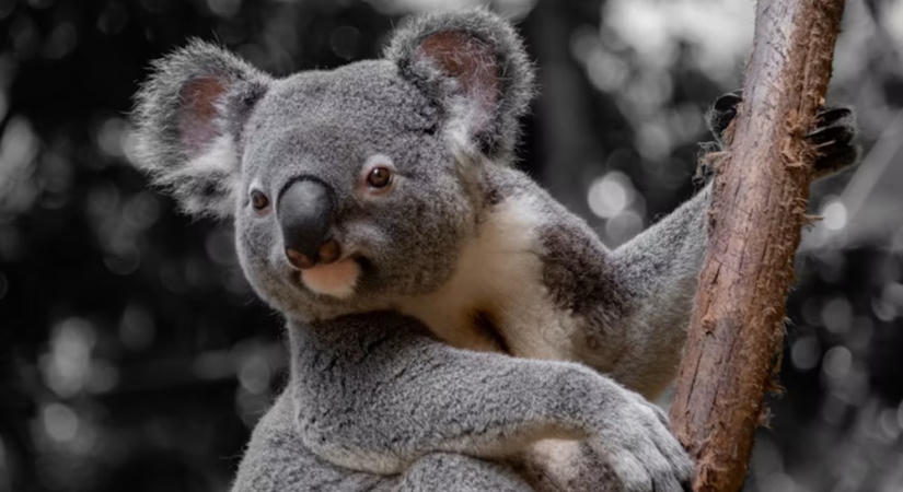 A koala evolúciós múltja sokkal drámaibb, mint a nyugodt eukaliptuszrágcsálás sugallja