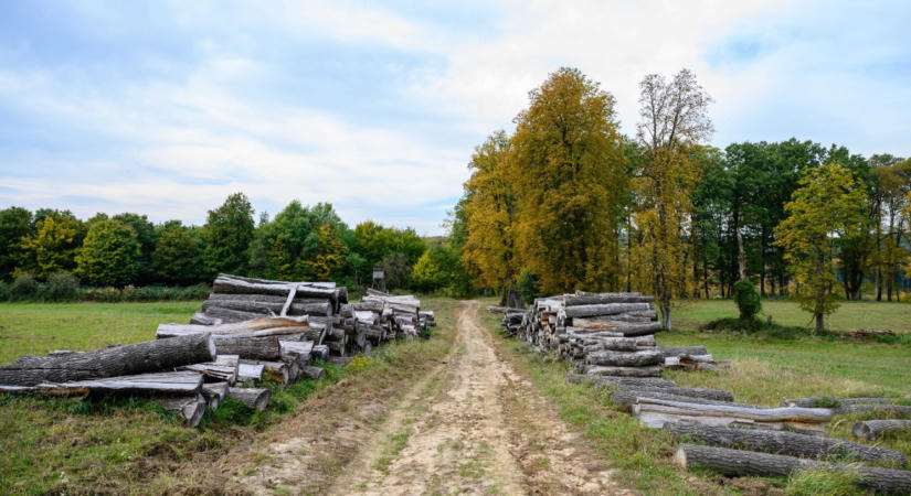 Öt év alatt mintaprojekt lett a vitatott fakitermelési ügyből a Balaton-felvidéken