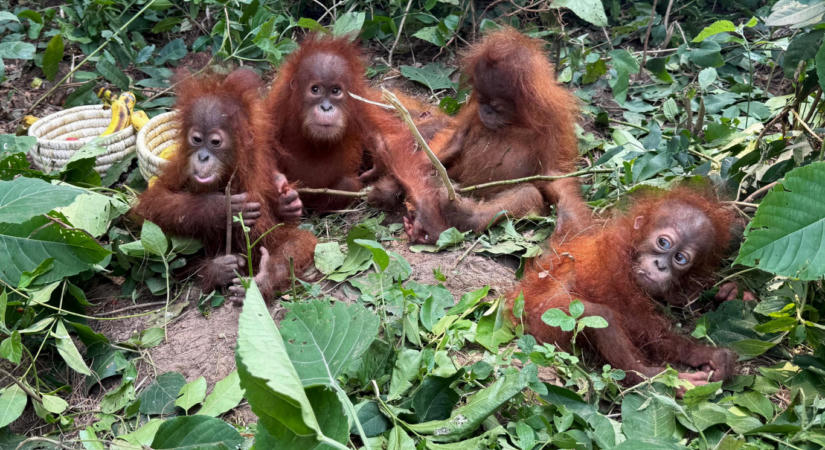 Gyermekkorú orangutánokat találtak egy indiai erdőben, több ezer kilométerre a természetes előhelyüktől