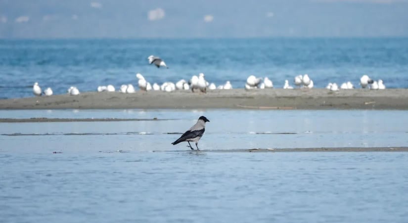 Nagy változás jön a Balatonnál – Vitézy Dávid jelentette be a jó hírt
